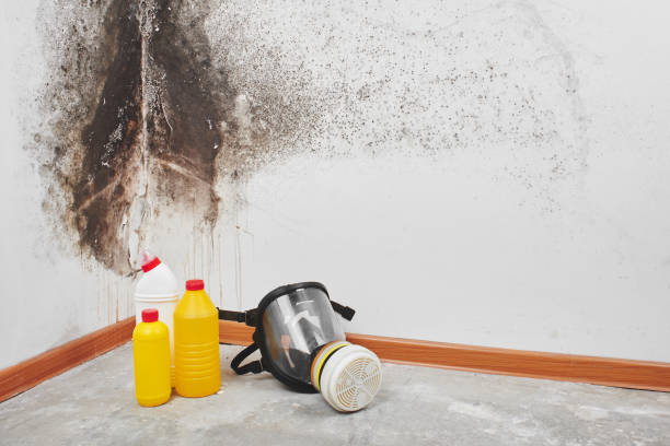 Professional Mold Remediation in Wayne City, IL