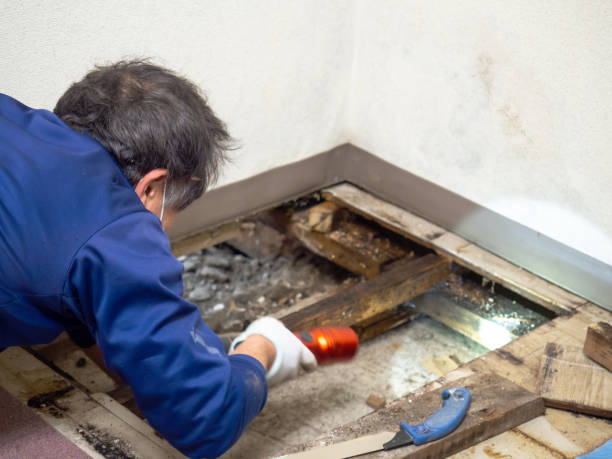 Best Attic Mold Remediation in Wayne City, IL