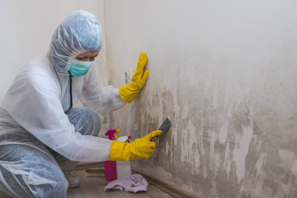 Best Emergency Mold Remediation in Wayne City, IL