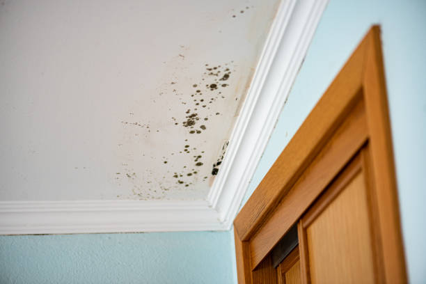 Best Health and Safety Mold Remediation in Wayne City, IL