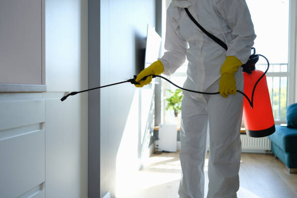 Best Post-Flood Mold Remediation in Wayne City, IL