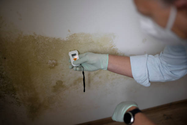 Best Industrial Mold Remediation in Wayne City, IL