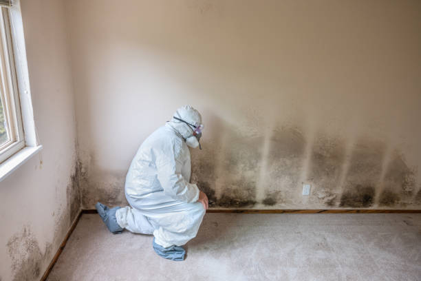 Best White Mold Remediation in Wayne City, IL