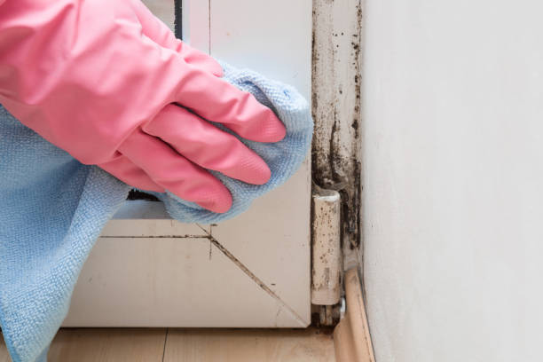 Best Residential Mold Remediation in Wayne City, IL
